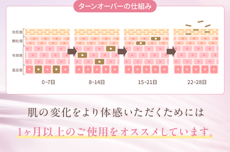 ターンオーバーの仕組み 肌の変化をより体感いただくためには 1ヶ月以上のご使用をオススメしています。