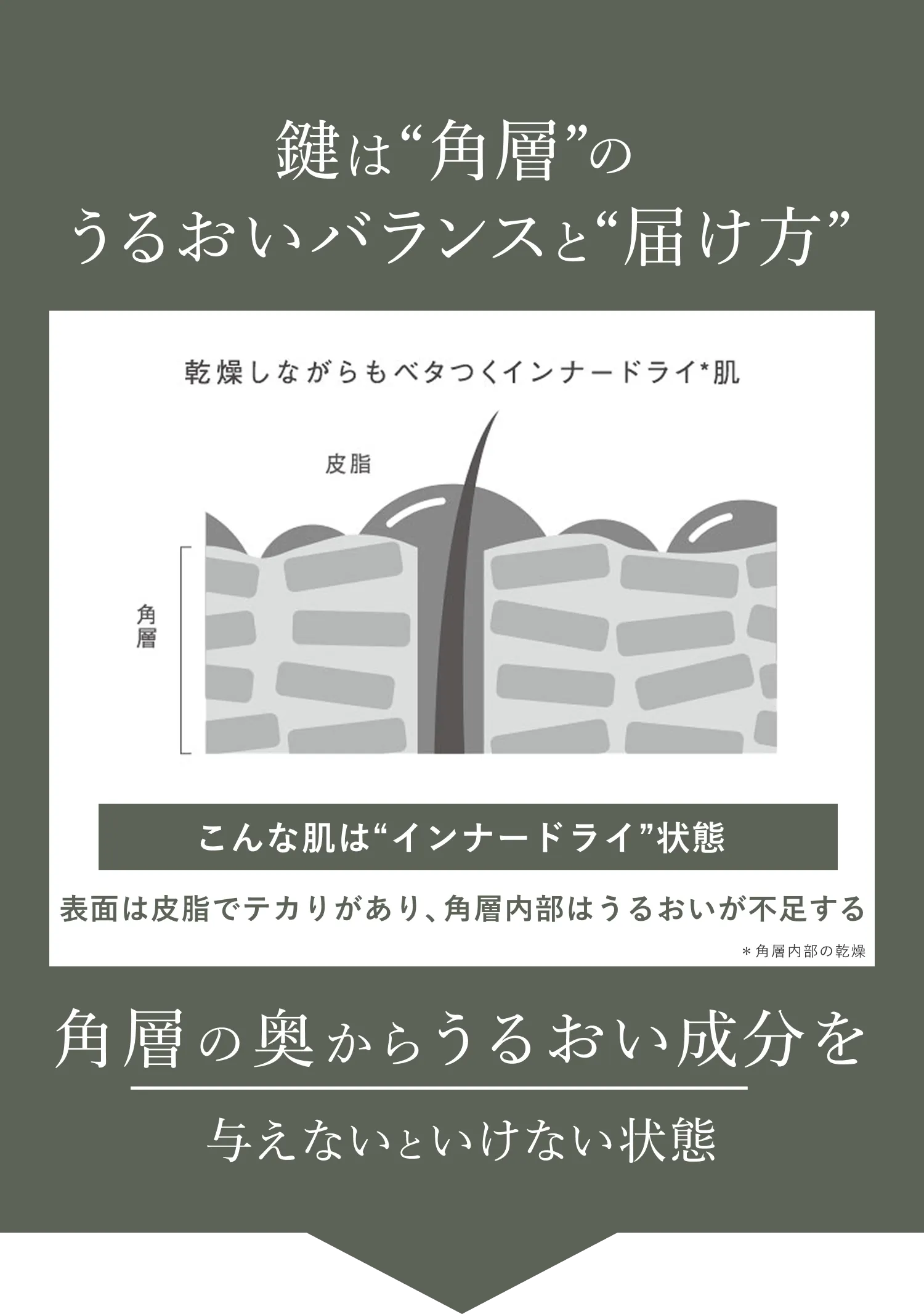 鍵は角層のうるおいバランスと届け方 乾燥しながらもベタつくインナードライ肌 こんな状態は’インナードライ’状態 表面は皮脂でテカる一方、角層内部は水分が不足しがち 奥からうるおいや栄養を与えないといけない状態