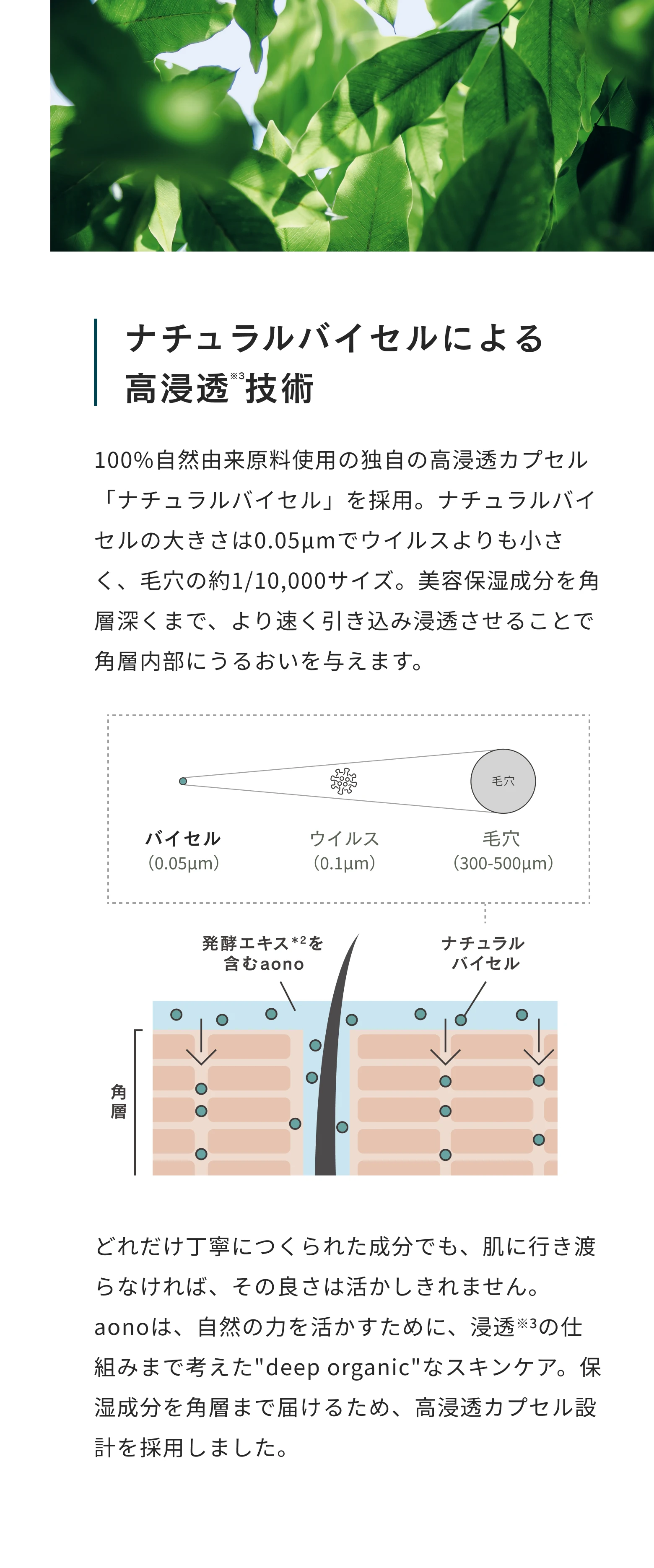 ナチュラルバイセルによる高浸透技術。100%自然由来原料使用の独自の高浸透カプセル「ナチュラルバイセル」は0.05μmとウイルスより小さく毛穴の約1/10,000サイズ。美容保湿成分を角層深くまで引き込み浸透させます。
